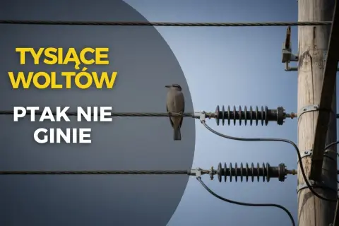 Dlaczego ptaka nie razi prąd? Odkryj tajemnicę linii wysokiego napięcia
