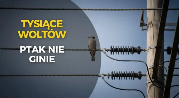 Dlaczego ptaka nie razi prąd? Odkryj tajemnicę linii wysokiego napięcia