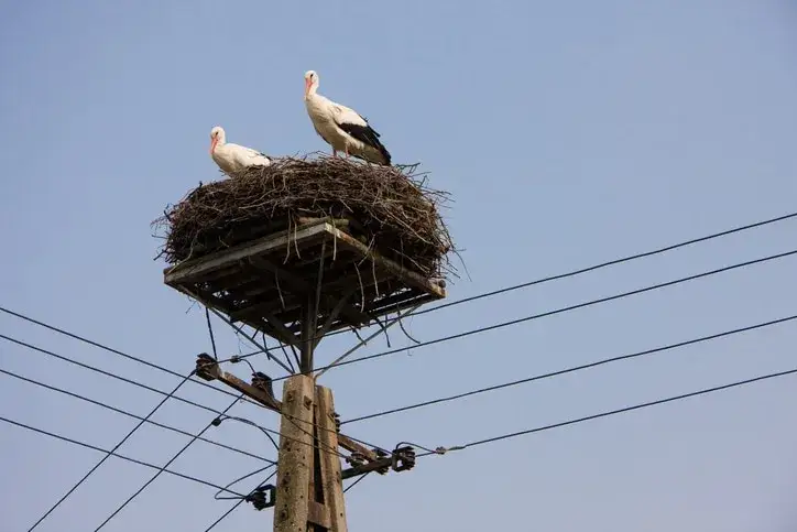 bocian na słupie energetycznym zagrożenie